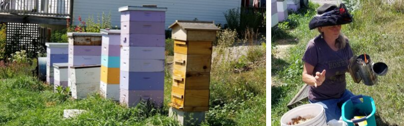 bee-blog-oct2019-2 bee hives and sharon jones